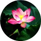  最美合集二维码